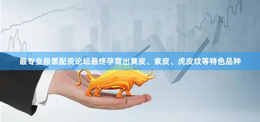 最专业股票配资论坛最终孕育出黄皮、紫皮、虎皮纹等特色品种